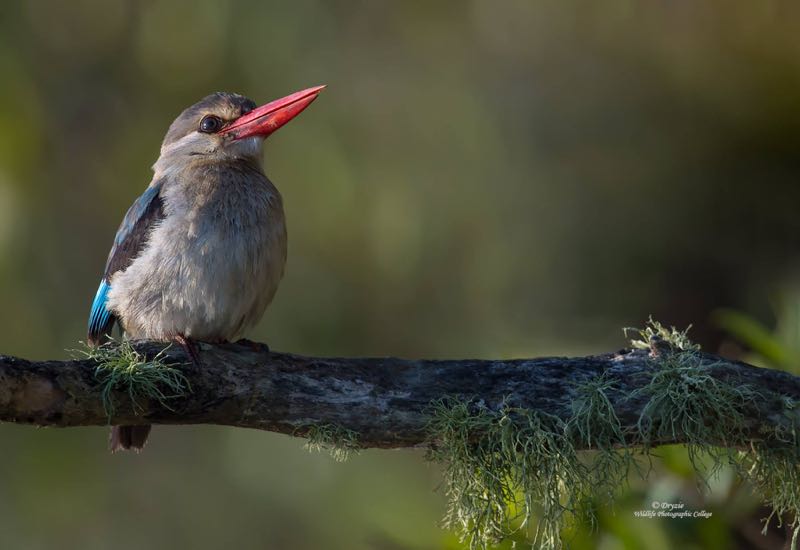 Mangrove Kingfisher