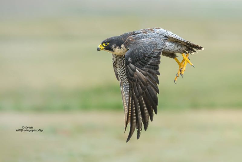 Peregrine