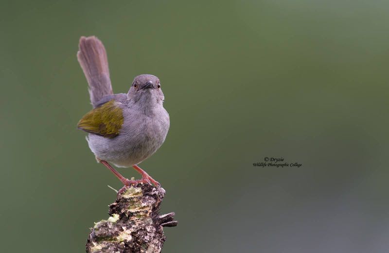 Grey-backed Camaroptera