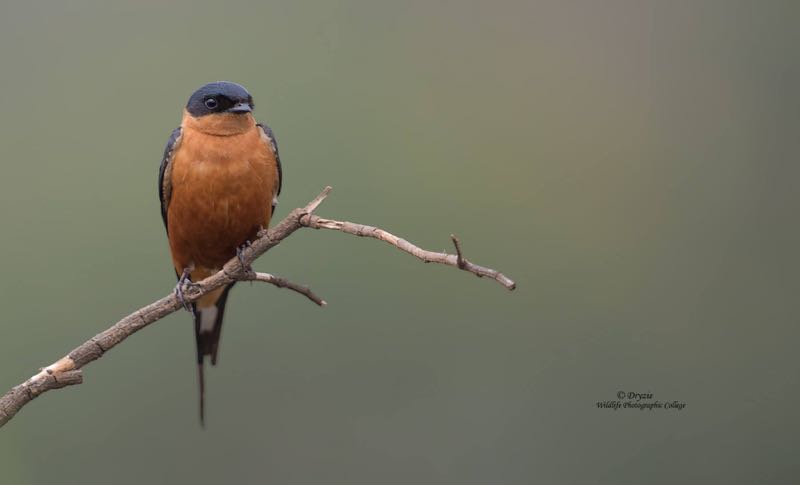 Red-breasted Swallow