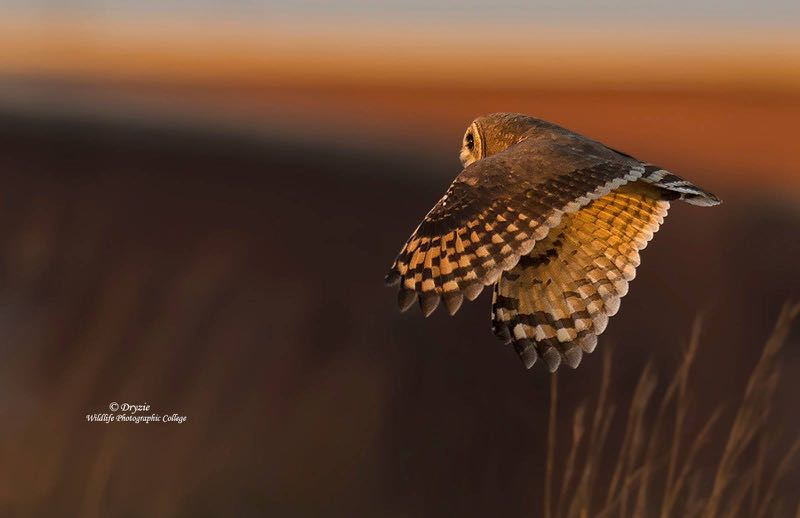 Marsh Owl