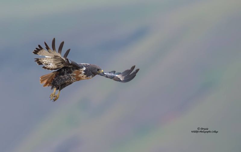 Jackal Buzzard
