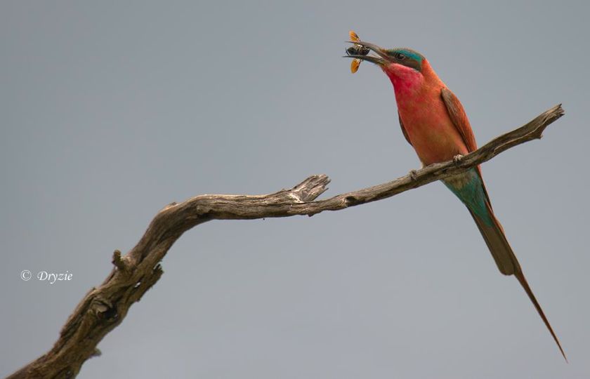 Southern Carmine Bee-eater