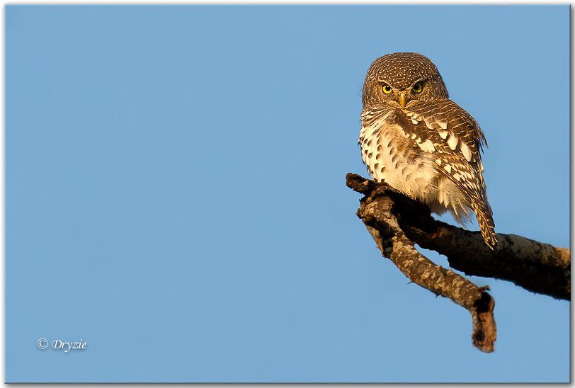 African Barred Owlet