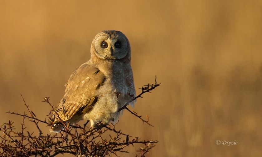 Marsh Owl