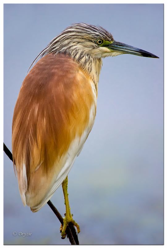 Squacco Heron