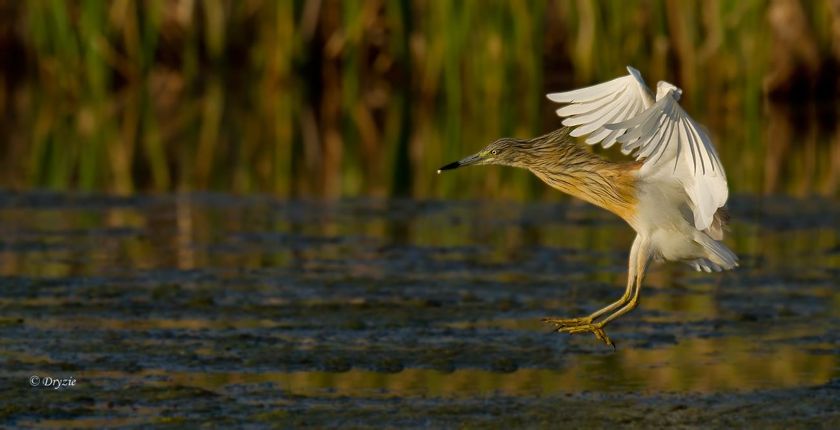 Squacco Heron