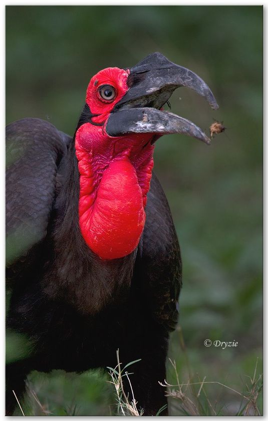 Southern Ground-Hornbill