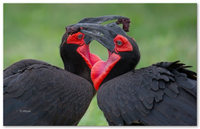 Southern Ground-Hornbill