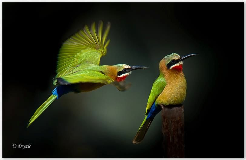 White-fronted Bee-eater
