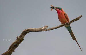 Southern Carmine Bee-eater