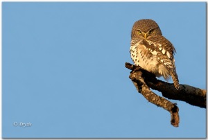 African Barred Owlet