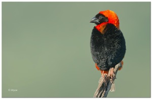 Southern Red Bishop