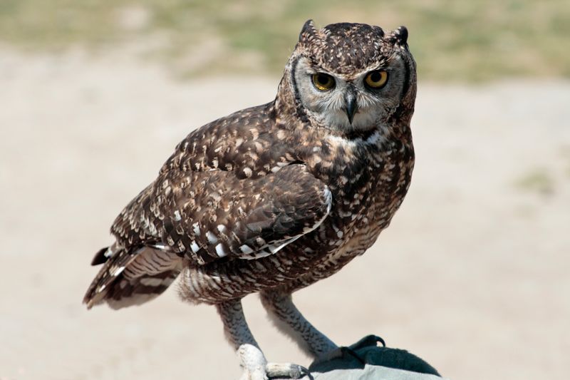 Spotted Eagle-Owl