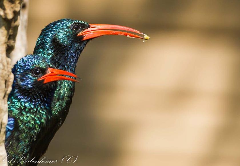 Green Wood Hoopoe