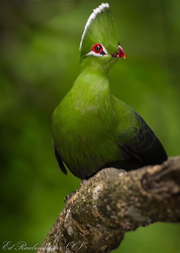 Knysna Turaco