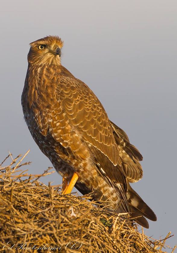 Dark Chanting Goshawk juvenile
