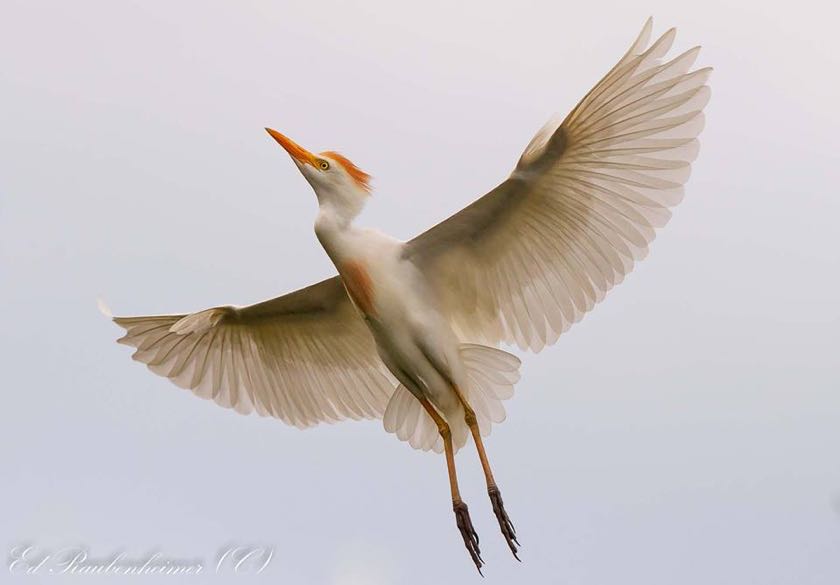 Cattle Egret