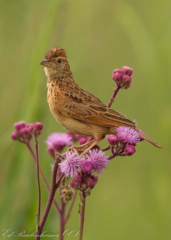 Rufous-naped Lark