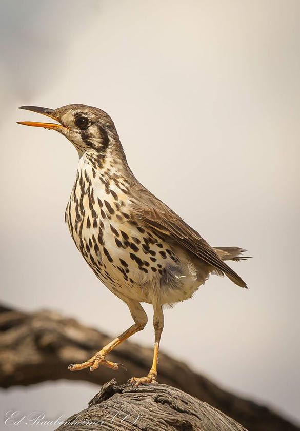 Groundscraper Thrush