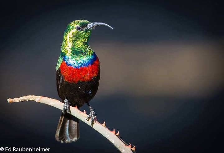 Marico Sunbird