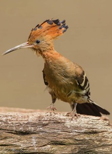African Hoopoe