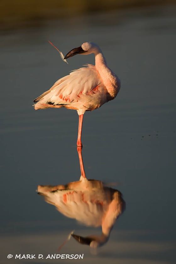 Lesser Flamingo