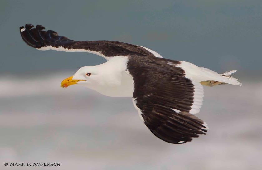 Kelp Gull