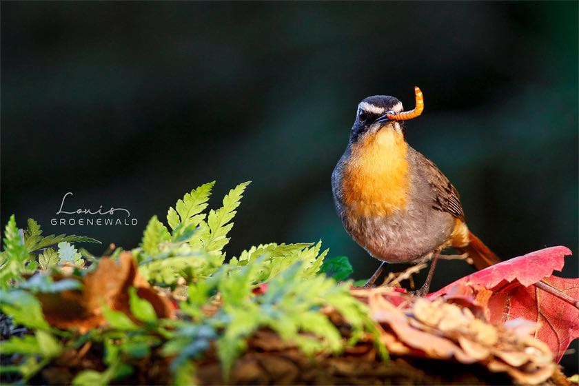 Cape Robin