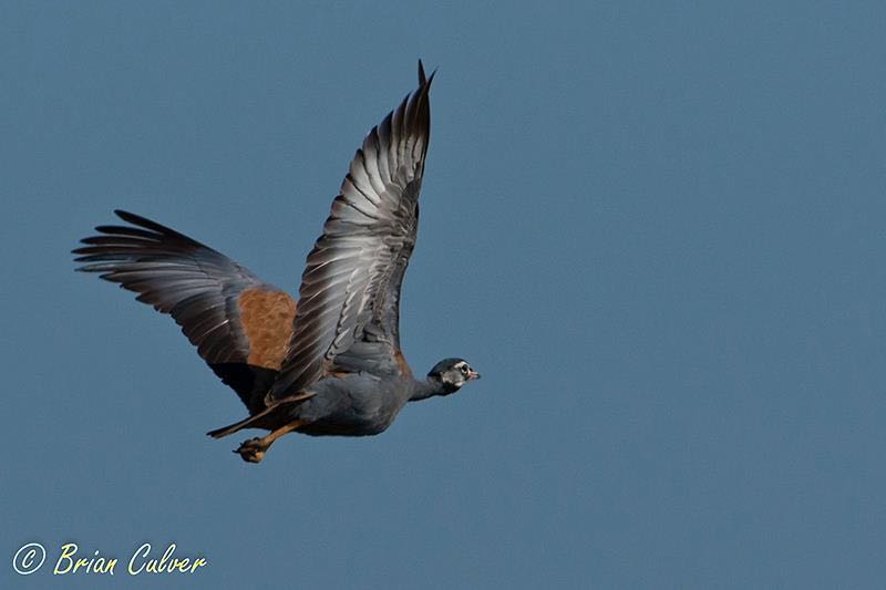 Blue Korhaan