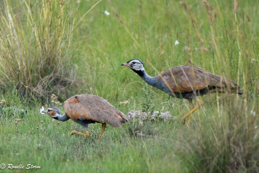 Blue Korhaan
