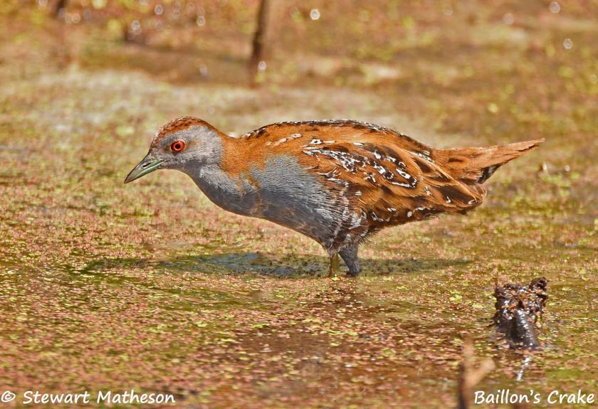 Baillon's Crake