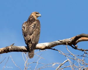 African Hawk Eagle