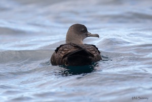 Sooty Shearwater