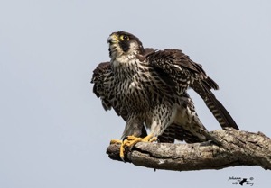 Peregrine Falcon