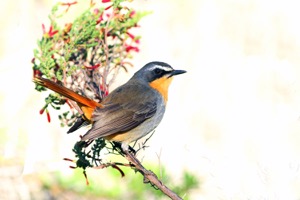 Cape Robin-Chat