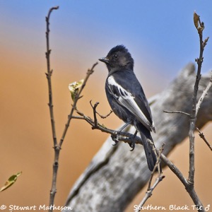 Southern Black Tit male