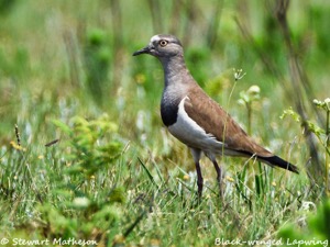 Black-winged Lapwing