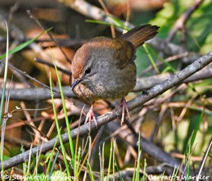 Barrat's Warbler