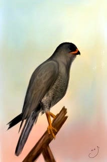 Dark Chanting Goshawk