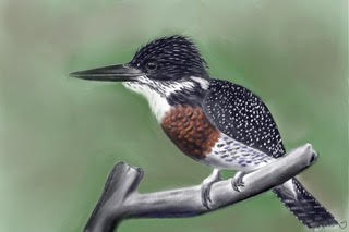 Giant Kingfisher