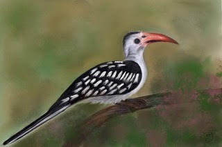 Southern Red-billed Hornbill