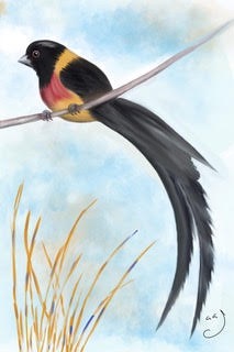 Broad-tailed Paradise Whydah