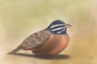 Cinnamon-breasted Bunting