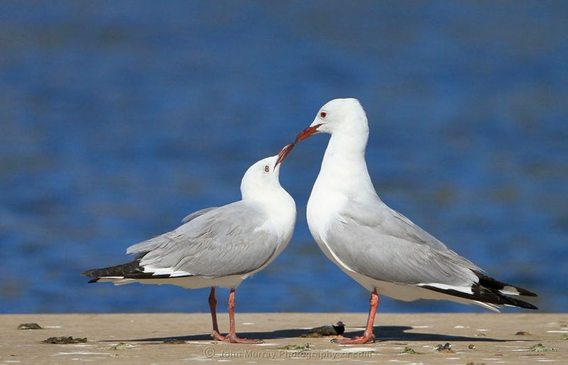 Hartlaub's Gull