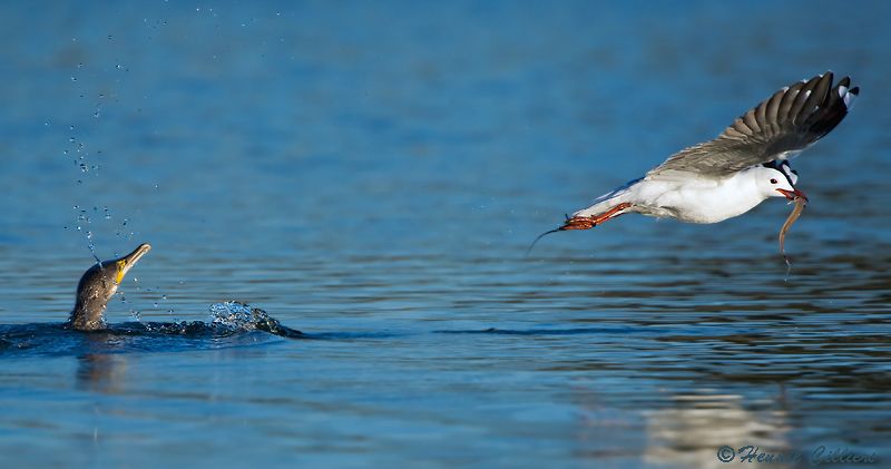 Thief! Hartlaub's Gull stealing fish from White-breasted Cormorant