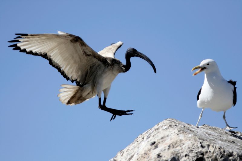 Big fight