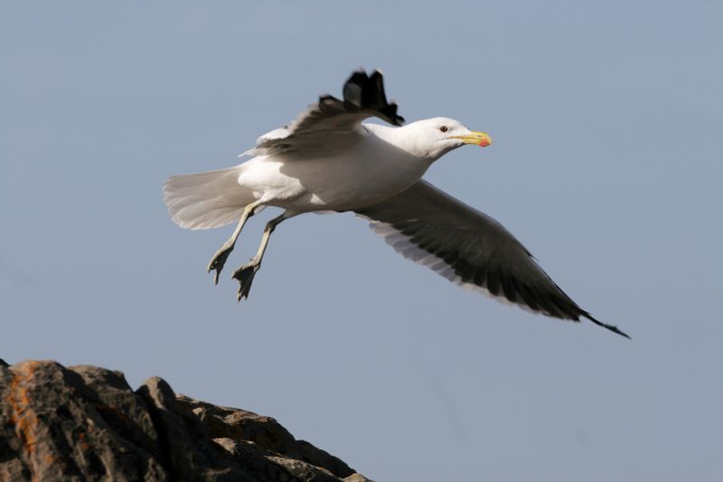 Kelp Gull