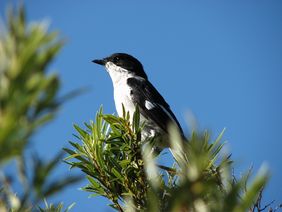 Fiscal Flycatcher 