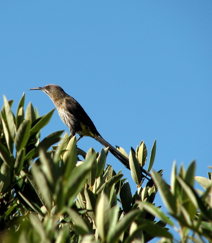 Cape Sugarbird